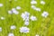 Blooming field of white flax plant