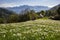 Blooming field with wild narcissus flower narcissus poeticus at the Swiss Alps