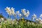 Blooming field with wild narcissus flower narcissus poeticus  in vaud riviera over Geneva Lake