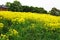 Blooming field of yellow flowers of rapeseed or rocket and red brick building behind, yellow rocketcress, spring bloom