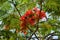Blooming fire tree, or Delonix royal lat. Delonix regia