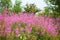 Blooming Fireweed