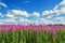 Blooming fireweed on blue sky background