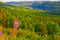 Blooming Fireweed Chamaenerion augustifolium Overlook, Western Newfoundland, Canada