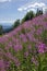 Blooming fireweed on the mountain slope with Tatra Mountains in the background