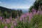 Blooming fireweed on the mountain slope with Tatra Mountains in the background