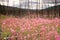 Blooming Fireweed after Wildfire