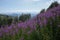 Blooming fireweed, willow herb flower on the mountain meadow with Tatra Mountains