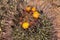 Blooming Fishhook Barrel Cactus