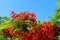 Blooming flame tree, royal poinciana Delonix regia in resort garden. Tropical decorative endemic tree species from