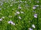 Blooming Flax