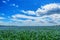 Blooming flax field