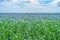 Blooming flax field