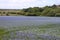 Blooming flax field Linum usitatissimum in Sussex, United Kingdom