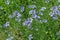 Blooming flax on a sunny day Linum perenne