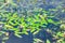 Blooming floating Pondweed on the pond