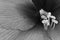Blooming flower amaryllis with macro pistils texture in black and white