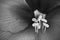 Blooming flower amaryllis with macro pistils texture in black and white
