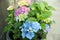 Blooming flower bed with Hydrangeas blue and pink with bright green foliage