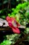 Blooming flower of Cannonball Tree