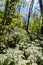 Blooming flower carpet on the slopes of the rolling hills, covered with wild garlic plants in the Savelsbos forest near Maastricht