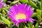 Blooming flower of Carpobrotus Chilensis on sand dunes typical succulent plant