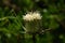 Blooming flower of comb teasel - Dipsacus comosus