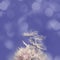 Blooming flower dandelion very peri color of the year, macro fluffy seeds, natural wild flower, violet background with