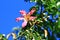 Blooming flower of the Floss-silkSilk floss Tree