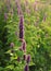 Blooming flower (giant hyssop )