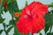 Blooming Flower on a Hibiscus Tree