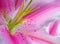 Blooming Flower Lilly Background