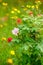 Blooming Flower Meadow - Hawkweed, Rose and Paintbrush