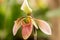 Blooming flower of orchid Phalaenopsis hybride with a large chalice, lip and petals