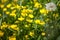 Blooming flower in spring, buttercup, crowfoot, ranunculus