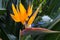 Blooming flower of Strelitzia reginae. Long orange. Strelizia. Bird of paradise