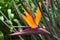 Blooming flower of Strelitzia reginae. Long orange. Strelizia. Bird of paradise