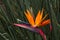 Blooming flower of Strelitzia reginae. Long orange. Strelizia. Bird of paradise