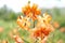 Blooming flower tiger lily decorates summer or spring garden. Blurred background