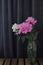 Blooming flower in vase. Fluffy peonies bouquet on dark grey background.