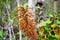 Blooming flower of Veitch`s Pitcher Plant Nepenthes veitchii