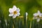 Blooming Flower of White Narcissus Against Blurred Greenery Background