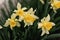 Blooming flowerbed of yellows narcissus on a blurred background.