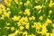 Blooming flowering daffodils