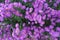 Blooming Flowering Flowers Background Violet And Green