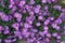 Blooming Flowering Flowers Background Violet And Green