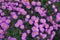 Blooming Flowering Flowers Background Violet And Green