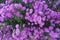 Blooming Flowering Flowers Background Violet And Green