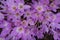Blooming Flowering Flowers Background Violet Purple Crocus And Green