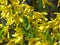 Blooming flowering Forsythia or `the yellow bushes`.